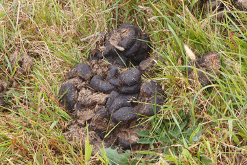 Horse dung on grass in a field