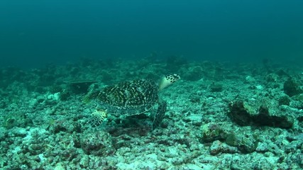Juvenile Hawksbill sea turtle, Eretmochelys imbricata in tropical Andaman sea
