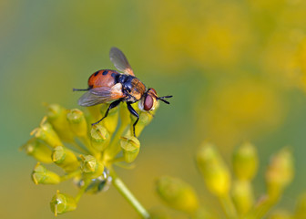 Gymnosoma is a genus of flies in the family Tachinidae, Greece