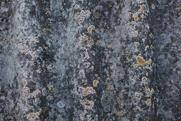 Fototapeta premium Cracked worn rough grunge texture