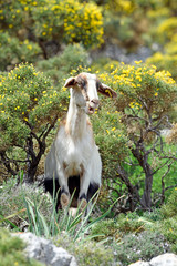 Hausziege (Capra aegagrus hircus) auf Kastellorizo, Griechenland