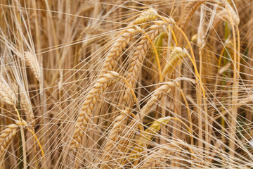 Field of wheat in Brittany during summer