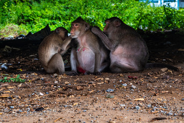 Two monkeys cleaning fur of third monkey.