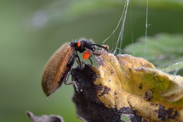 Lagria hirta is a species of beetles in the family Tenebrionidae, Greece