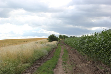 Fototapeta na wymiar Rural road in the field