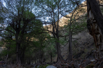 Obraz premium Landscape. Mystery forest.