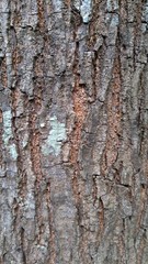 tree bark texture