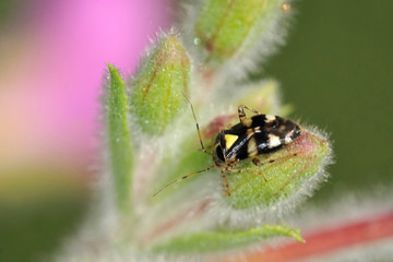 Liocoris tripustulatus or the common nettle bug is a species of plant bugs belonging to the family Miridae, subfamily Mirinae, Greece