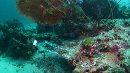 Plastic bottle floating underwater over tropical coral reef 