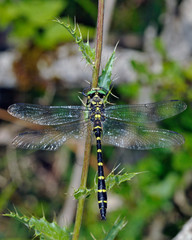 Cordulegaster (Golden-ringed Dragonflies) is a genus of dragonfly in the family Cordulegastridae. Greece