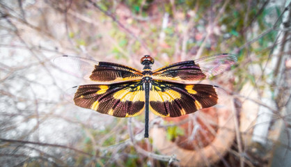 kerala dragonfly Rhyothemis variegata beautiful sitting on a thulasi plant the died because of drought in availability of water
