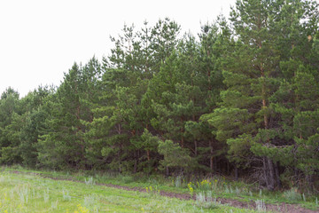 pine forest in Russia