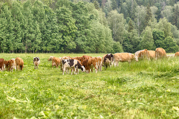 Naklejka premium Rural landscape in cheese farm with caws eating grass