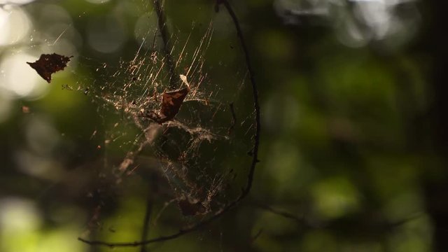 leaves in a spiderweb