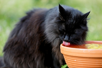 A black norwegian forest cat female drinking water with her eyes closed