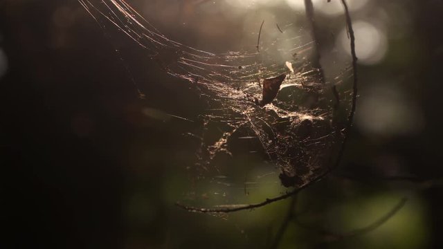leaves in a spiderweb