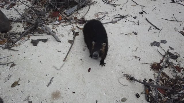Big rat Desmarest's hutia (Capromys pilorides) Cuban Landscape In Cayo Largo, Cuba. Cuban hutia on the beach