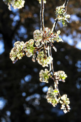 An unusual ice storm hits Kansas during the spring, covering emerging plant life with a sheet of ice.