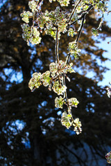 An unusual ice storm hits Kansas during the spring, covering emerging plant life with a sheet of ice.