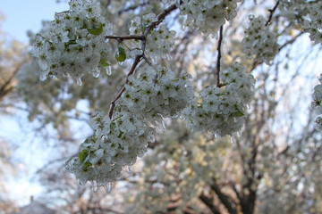 An unusual ice storm hits Kansas during the spring, covering emerging plant life with a sheet of ice.