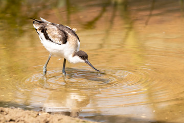 Avocet sieving for food