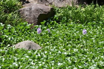 Water hyacnth's characteristic is that the petiole is completely swollen and acts as a floating bag, and blooms a beautiful violet flower in summer.