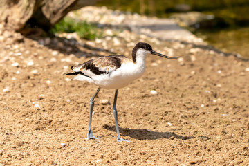 Avocet on the sand