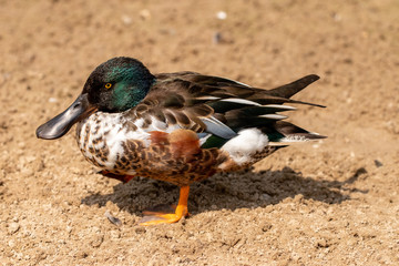 Duck out of water
