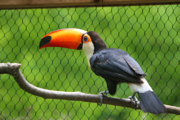 toucan