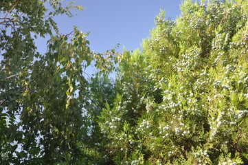 Birch and juniper