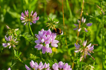 Bunte Kronwicke securigera varia mit einer Hummel beim Nektar sammeln