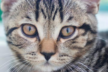 Little tabby color kitten. Close-up.