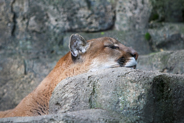 mountain lion