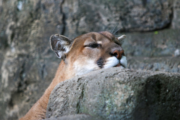 mountain lion