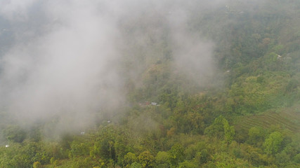 Fototapeta na wymiar agricultural land, farmlands in rainforest covered clouds, fields with crops, trees. Aerial view farmers houses in jungle. tropical landscape Bali, Indonesia.