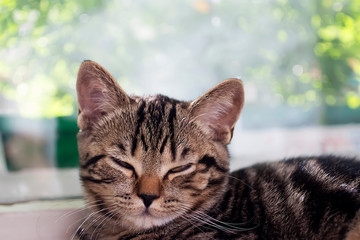 Little tabby color kitten. Close-up.