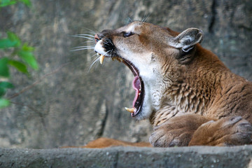 mountain lion