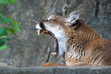 Naklejka premium mountain lion