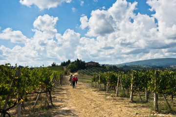 Hiking hills, backroads and vineyards at autumn, near San Gimignano in Tuscany, Italy