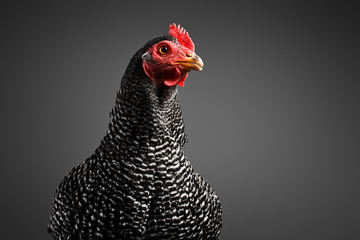 Chicken in studio