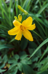 Flowers of yellow daylilies in the garden in the middle of summer.