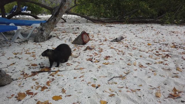 Big rat Desmarest's hutia (Capromys pilorides) Cuban Landscape In Cayo Largo, Cuba. Cuban hutia on the beach