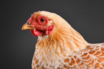 Chicken in studio