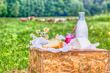 dairy products milk, cheese yogurt served at picnic table in a cheese farm caws in background