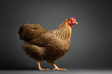 Chicken in studio