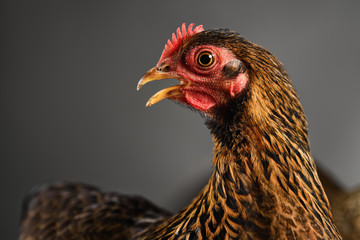 Chicken in studio