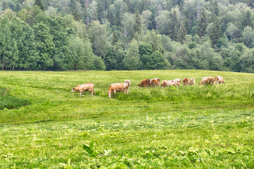 Rural landscape in cheese farm with caws eating grass