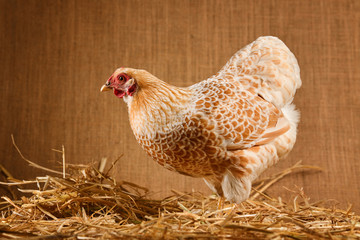 Chicken in studio