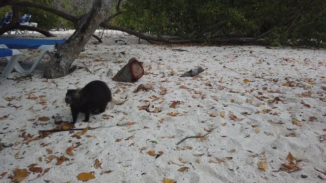Big rat Desmarest's hutia (Capromys pilorides) Cuban Landscape In Cayo Largo, Cuba. Cuban hutia on the beach