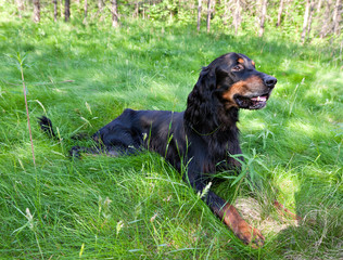 Dog breed  Setter Gordonin lying on emerald green meadow in the forest